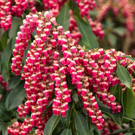 Gay Goblin Japanese Pieris (Pieris japonica Cabernet) in。